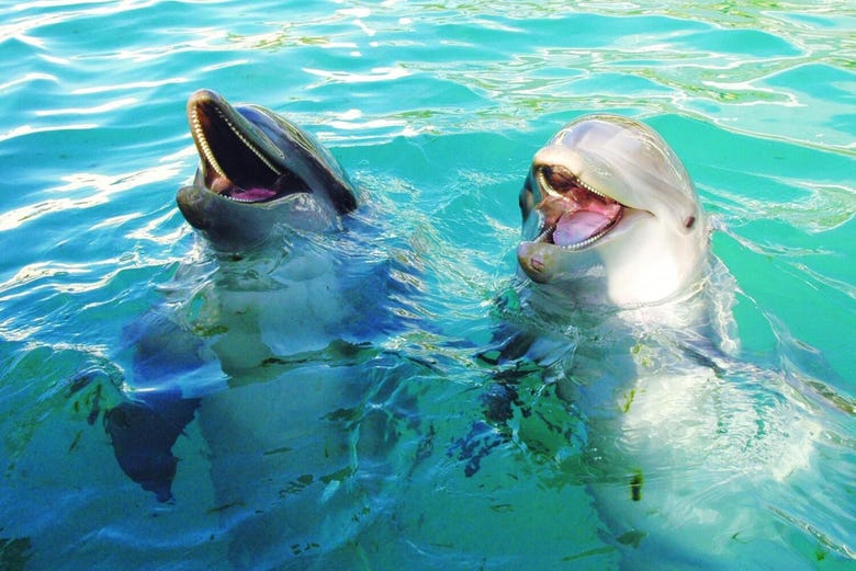 Miami Seaquarium - tickets, prices, discounts, swim with Dolphins